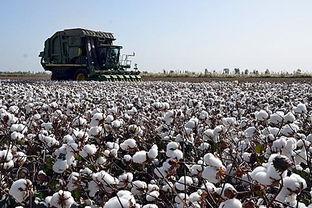 从新疆采棉工岗位被工业化吃掉说起